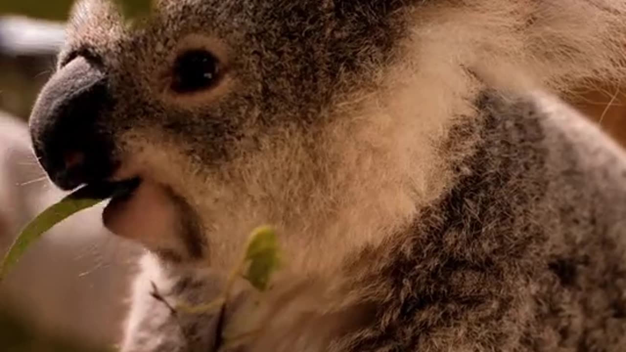 Cute Koala Bear eating