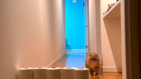 Cats vs toilet paper