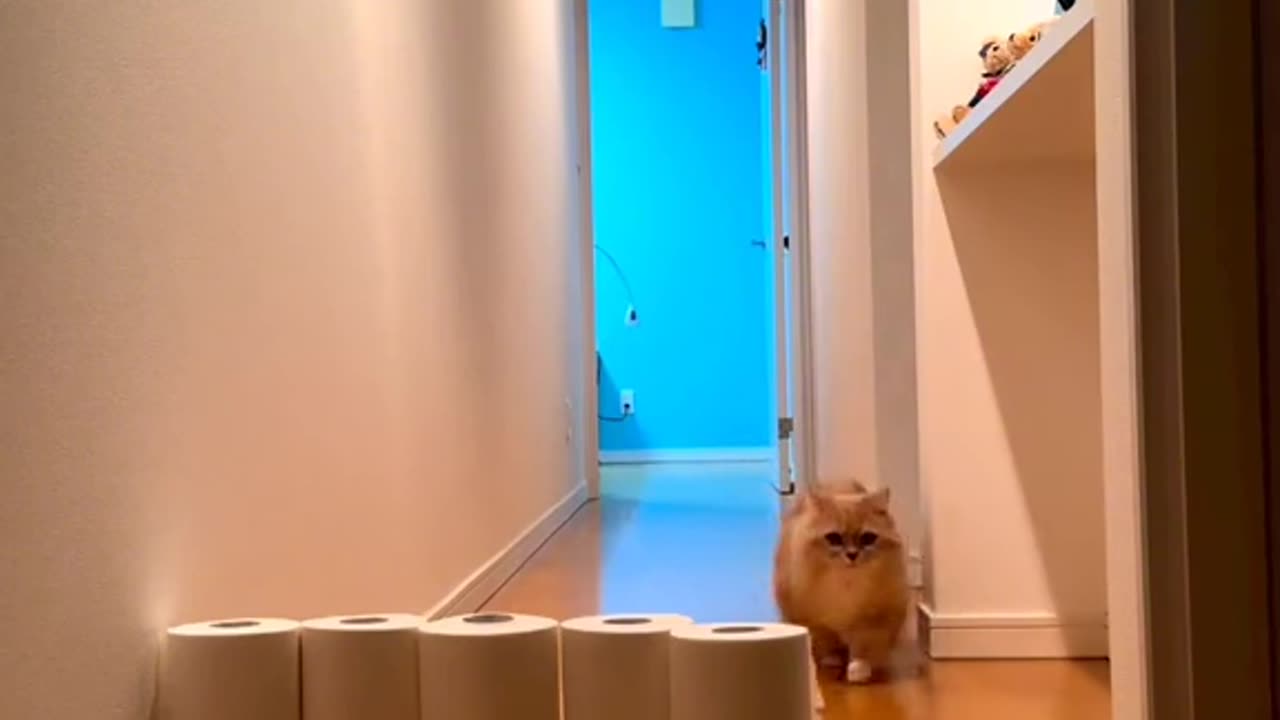 Cats vs toilet paper