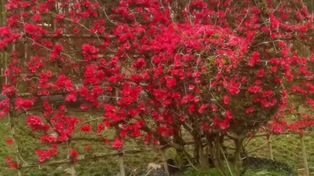 Có em này trước cổng nhà thì tuyệt vời nhỉ #bonsai