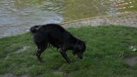 A cute dog playing with water and ball