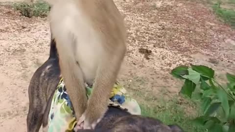 Monkey in Dog entertainment video