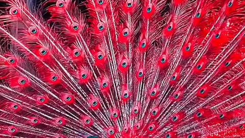 peacock video