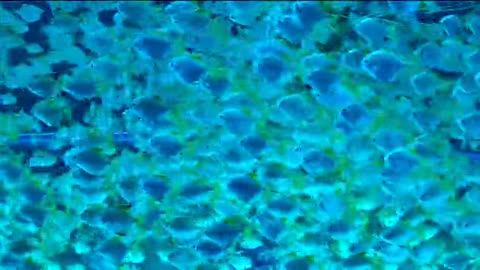 How beautiful is the flock of fish in the sea
