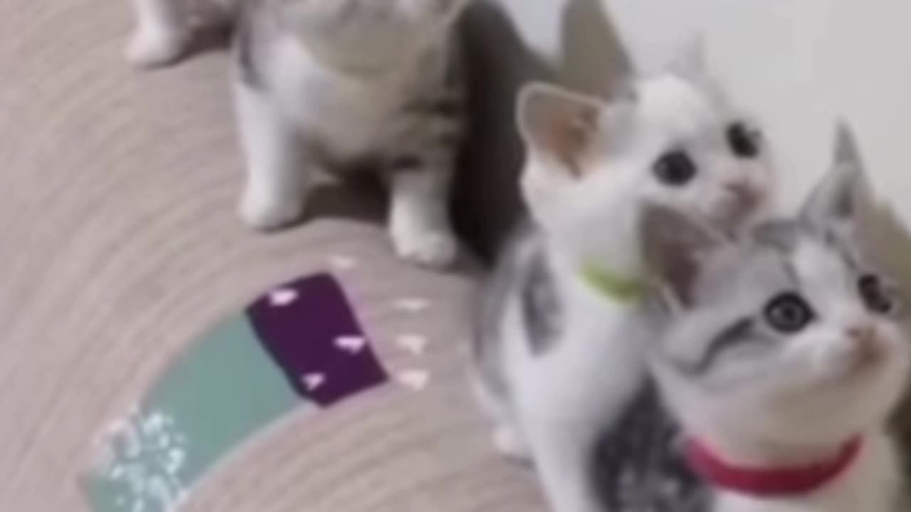 @catvid_24