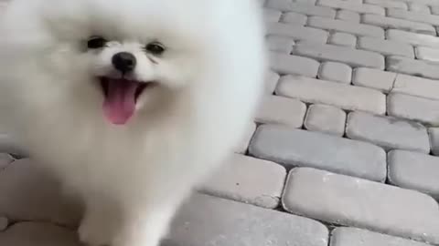 Aww adorable puppy