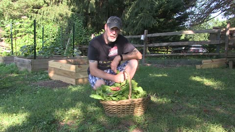Harvesting Swiss Chard