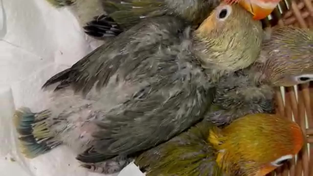 Lovebirds Pale fellow Chicks