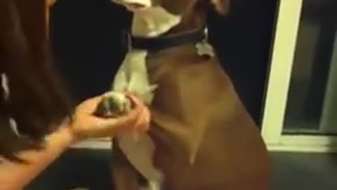 overdramatic dog faints while a lady tries to cut its nail