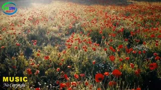 Relaxing Music | Sleeping, Meditation, Stress Relief | [6062] ⭐️