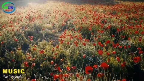 Relaxing Music | Sleeping, Meditation, Stress Relief | [6062] ⭐️