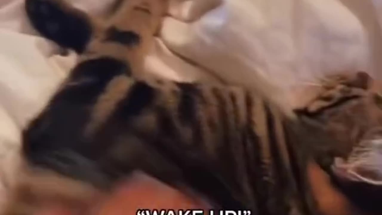 TRICKED_MY_CAT_INTO_BELIEVING_HE_WAS_GOING_TO_DISN