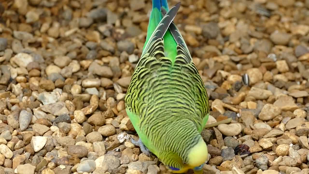 beautiful budgie