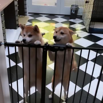 Cute Shiba 🐶 are waiting for mama ! So cute dog 🐕 Joy Funny Factory
