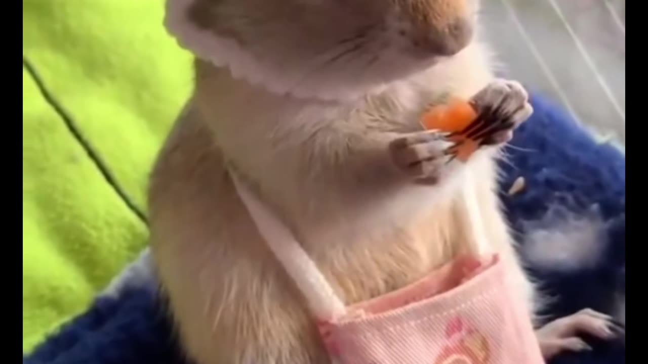 The way he’s eating carrots in the bag