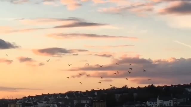 sunset with birds🥰video#relaxing #nature #enjoying #feel #anyworld #amazingview follow🙏