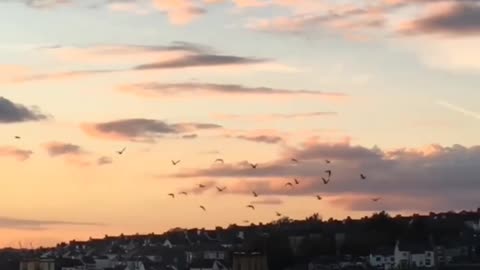 sunset with birds🥰video#relaxing #nature #enjoying #feel #anyworld #amazingview follow🙏