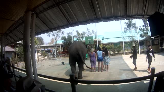 Tourists Dance with Elephants to Gangnam Style