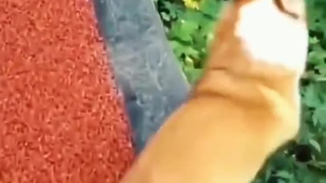 Dog Funny Collection