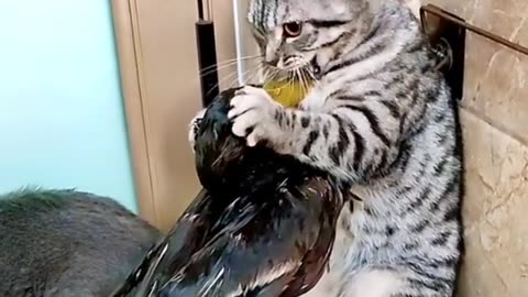 #funnyvideos #cat #duckfunny #fun