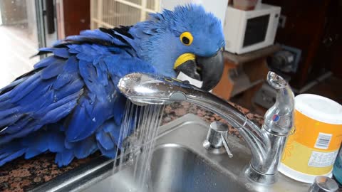 pretty bird bathing in the faucet