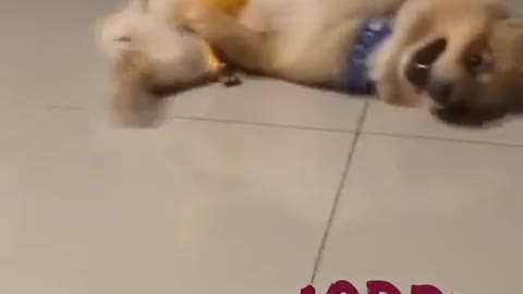 🐶 Dogy msti fun 🐕