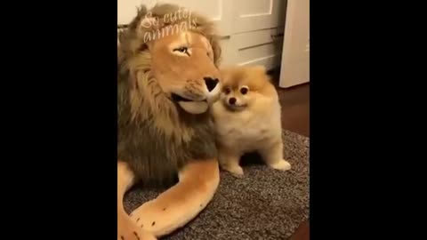 Funny video cats and dogs