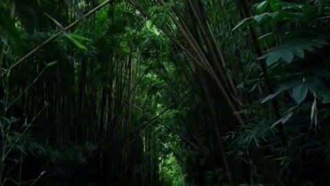 Quiet forest path