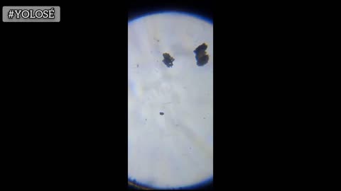 A házi kedvenceid oltásában is grafén van. Hogy miért?! Minél nagyobb pánikot akarnak a következő plandémiában.