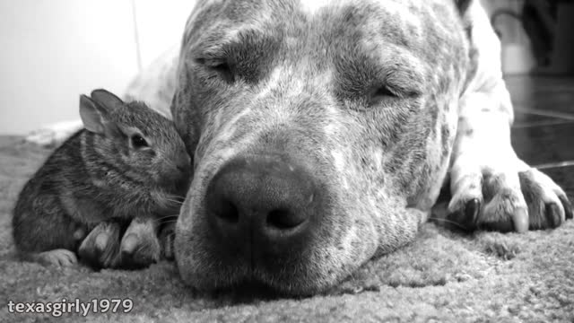 Amazing interspecies FRiENDS: Pit bull dog, cat, rabbit, guinea pig, and.