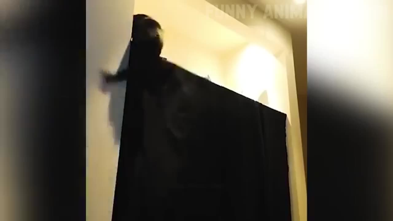 Funniest cats and dogs