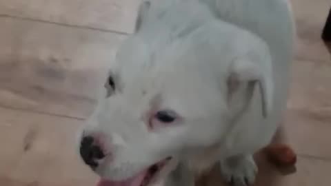 TRY NOT TO LAUGH 😆 Best Funny Videos Compilation 😂😁😆