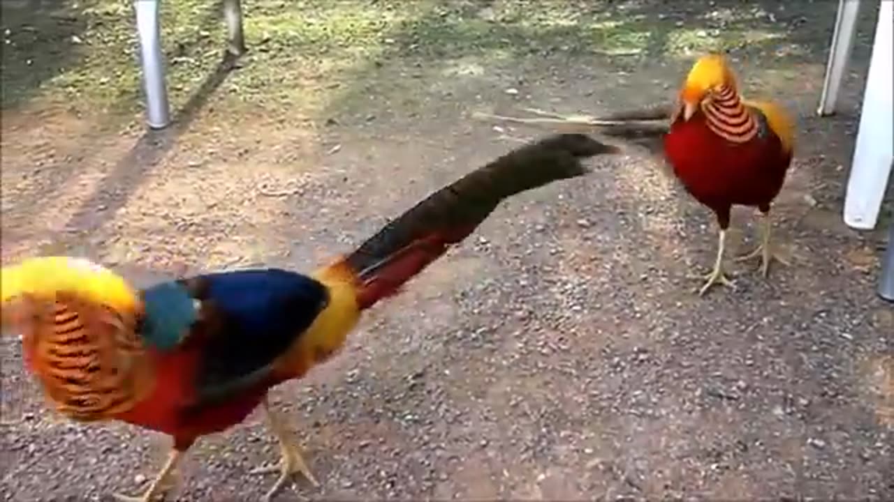 Exotic Chinese birds