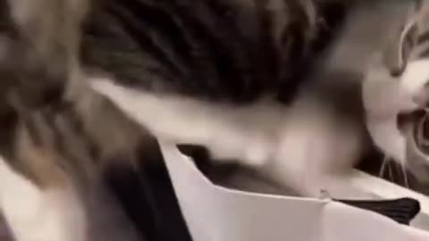 cute cat video