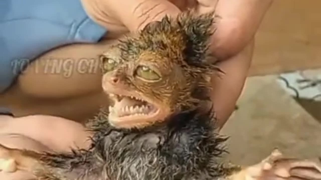 very strange animal found in the forest, very ugly and dangerous animal