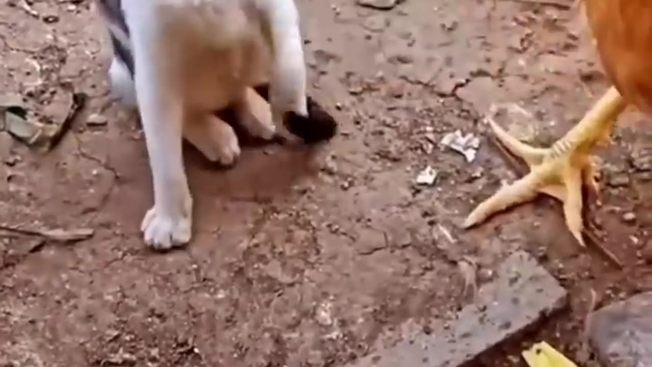 Коты
