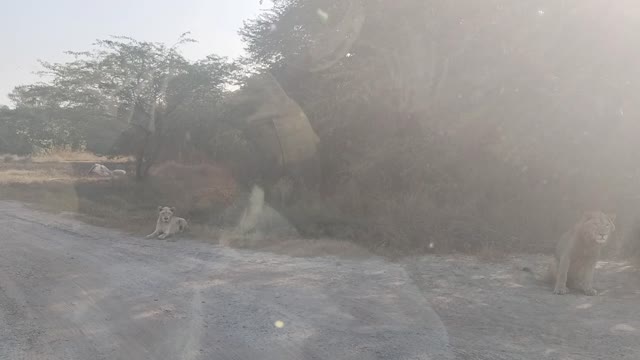 Lion Safari