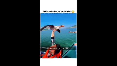 Bird flying But Technically On Hand😂😇