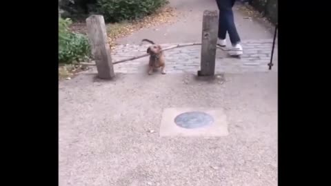 Dogs Funny Compilation