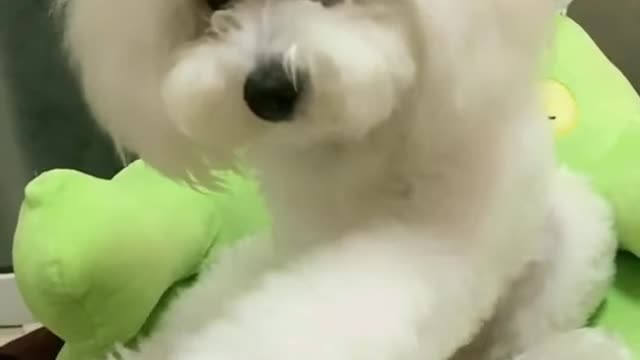 Amazing cute baby dog