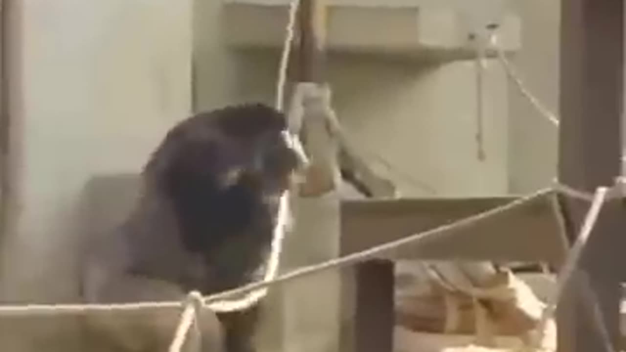 This is the worlds largest Silver back Gorilla
