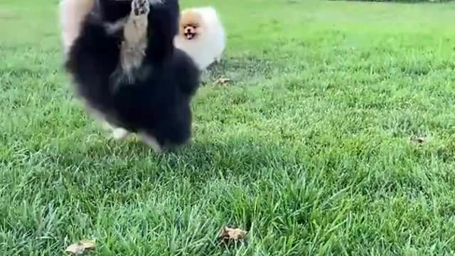 New dog tenar video funny