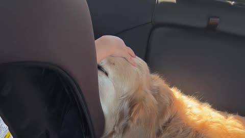 Baby Bonds With Gentle Golden Retriever