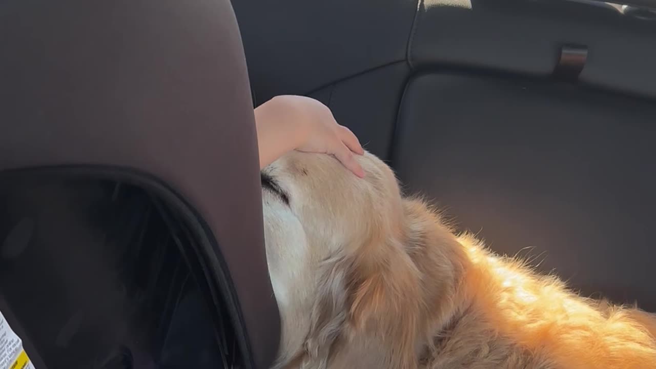 Baby Bonds With Gentle Golden Retriever