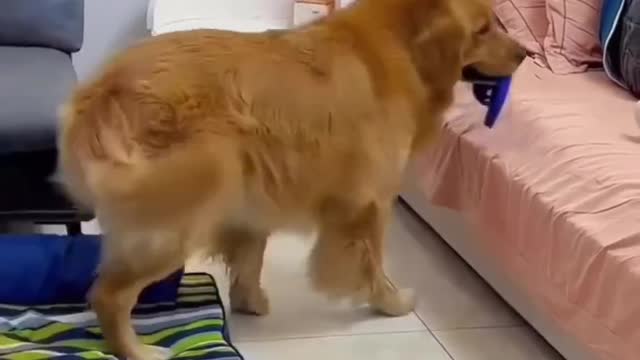 A clever dog