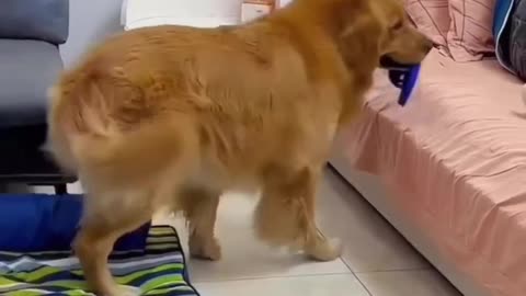 A clever dog