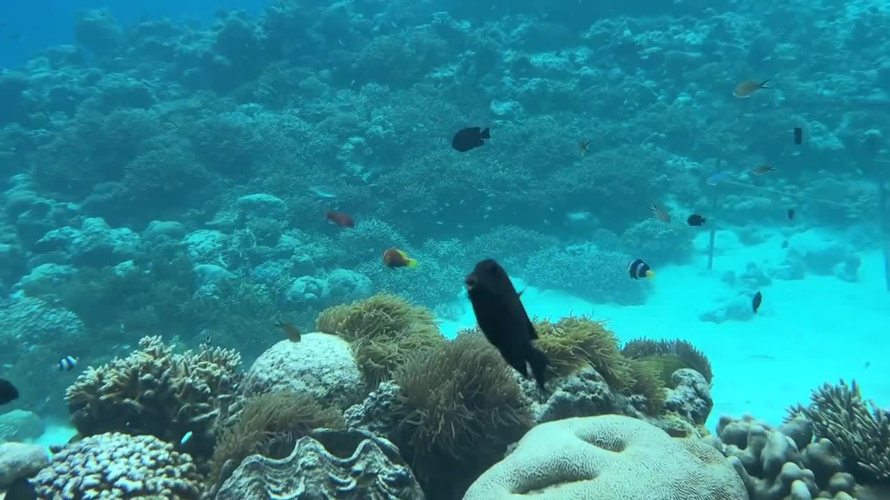 Underwater restaurant in the Maldives | Surreal fine dining experience