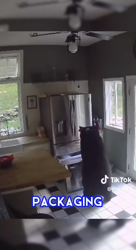 This Bear Casually Stole Some Frozen Lasagna 🤣