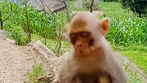 Animal fani video follow me