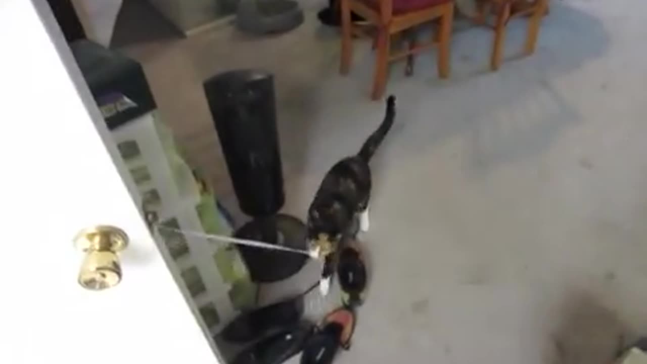 kitten opens the door 🚪 😅